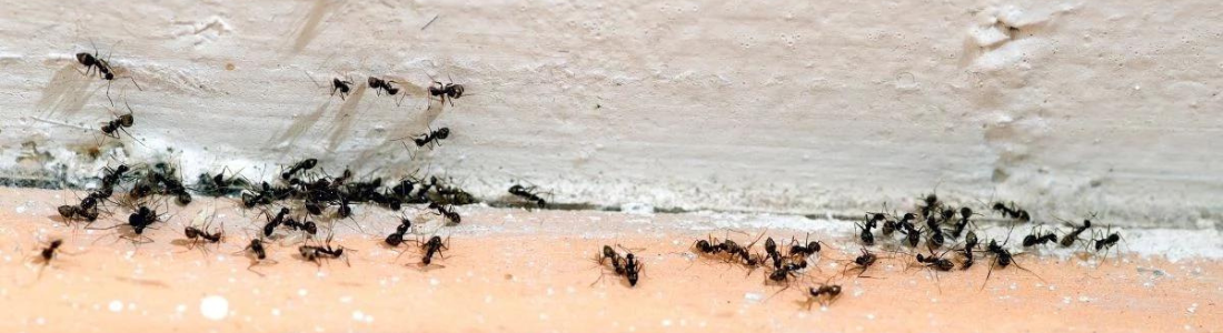 Como se programar para fazer a Dedetização  24 HORAS